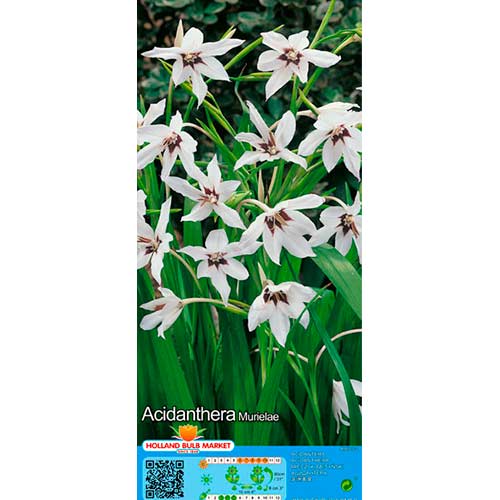 1 szt, Mieczyk abisyński (Acidanthera) - Cebule: Ilość w opakowaniu: 10 szt.