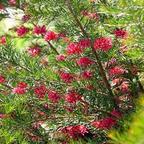 1 sadz, Grewilla (Grevillea) juniperina - Sadzonki: Ilość w opakowaniu: 1 sadz