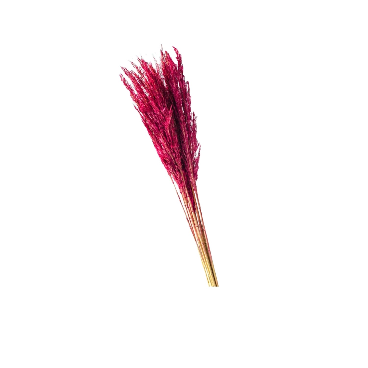 Trawa Plume 80-90cm 12-14szt burgundowa 70g