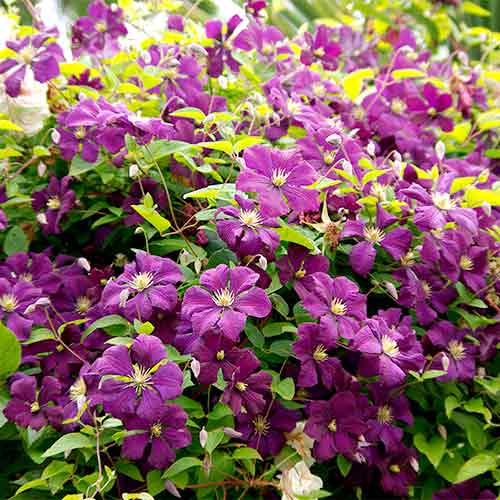 1 buc, Clematis Etoile Violette - Răsaduri: Mod de ambalare: 1 buc