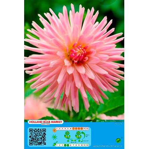 1 buc, Dalie Park Princess - Bulbi: Mod de ambalare: 1 buc