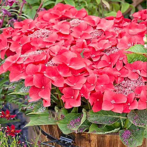 1 buc, Hortensia macrophylla Kardinal - Răsaduri: Mod de ambalare: 1 buc