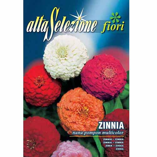 1 pac, Zinnia (Cârciumăreasă) Pompon, mix multicolor - Semințe: Mod de ambalare: 2 g