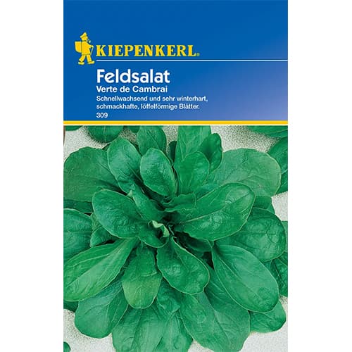 1 pac, Salată de câmp (Fetică) Verte de Cambrai - Semințe: Mod de ambalare: 1 pac