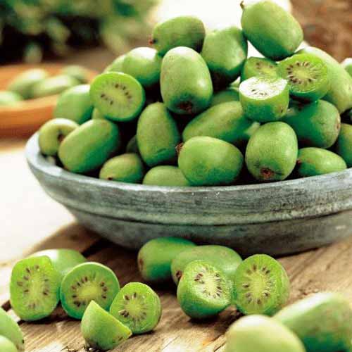 2 buc, Mini-kiwi (actinidia) - : Mod de ambalare: 2 buc