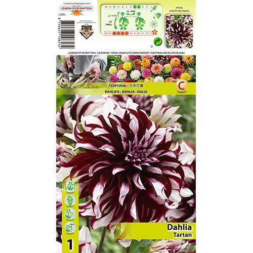 1 cib, Dahlia (Jiřina) Tartan - : Monžstvo balíkov: 1 cib