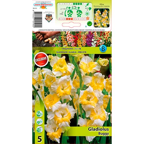 5 Stück, Großblumige Gladiole Buggy - Zwiebeln: Ilość w opakowaniu: 5 Stück