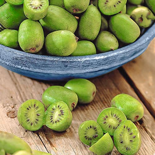 1 Pflanze(n), Kiwi Issai, P9 - Setzlinge: Ilość w opakowaniu: 1 Pflanze(n)