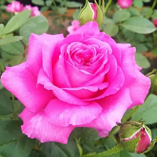 Rosa de flor grande Bell Ange - Plântulas: Ilość w opakowaniu: 1 plant
