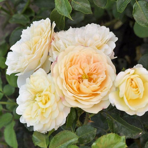Rosa floribunda Lemon Vaza , С5 - Plántulas: Ilość w opakowaniu: 1 plantas