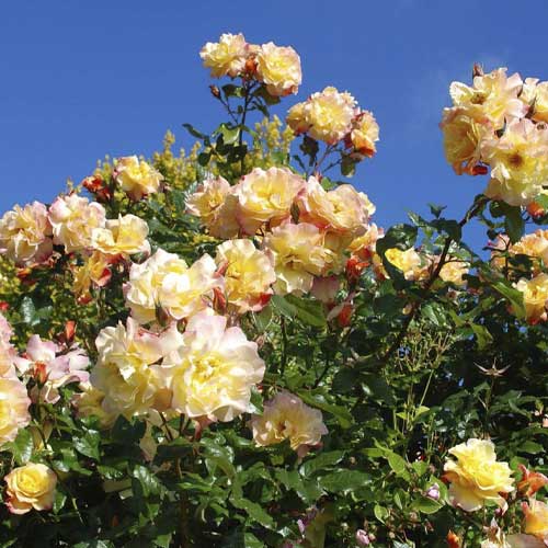 Rosa trepadora Moonlight , С5 - Plántulas: Ilość w opakowaniu: 1 plantas