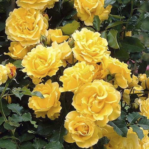 Rosa trepadora Golden Climber , C3 - Plántulas: Ilość w opakowaniu: 1 plantas
