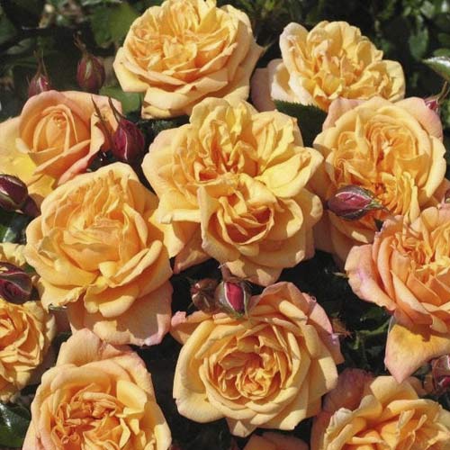 Rosa trepadora Susie , С5 - Plántulas: Ilość w opakowaniu: 1 plantas
