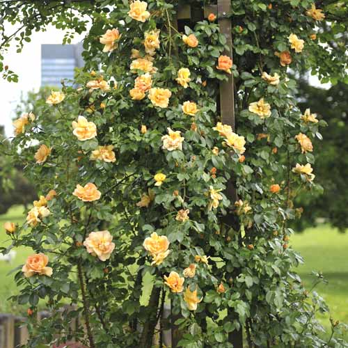 Rosa trepadora Redova , С5 - Plántulas: Ilość w opakowaniu: 1 plantas
