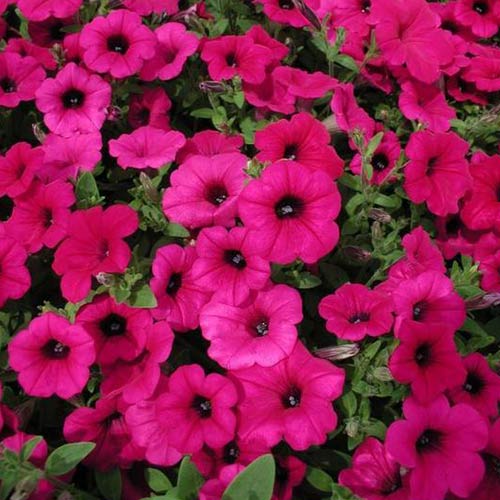 1 szt, Petunia zwisająca Fortunia purpurowa - Nasiona: Ilość w opakowaniu: 0.1 g