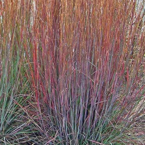 1 sadz, Palczatka miotlasta (Andropogon) Praire Blues - Sadzonki: Ilość w opakowaniu: 1 sadz