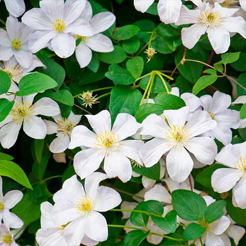 1 sadz, Clematis (Powojnik) Madame Le Coultre - Sadzonki: Ilość w opakowaniu: 1 sadz