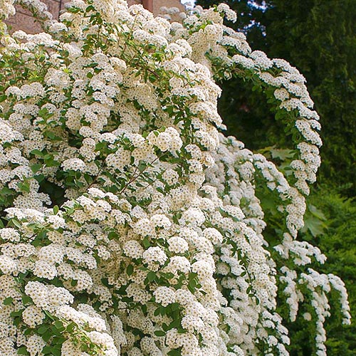 1 sadz, Tawuła nippońska June Bride - Sadzonki: Ilość w opakowaniu: 1 sadz