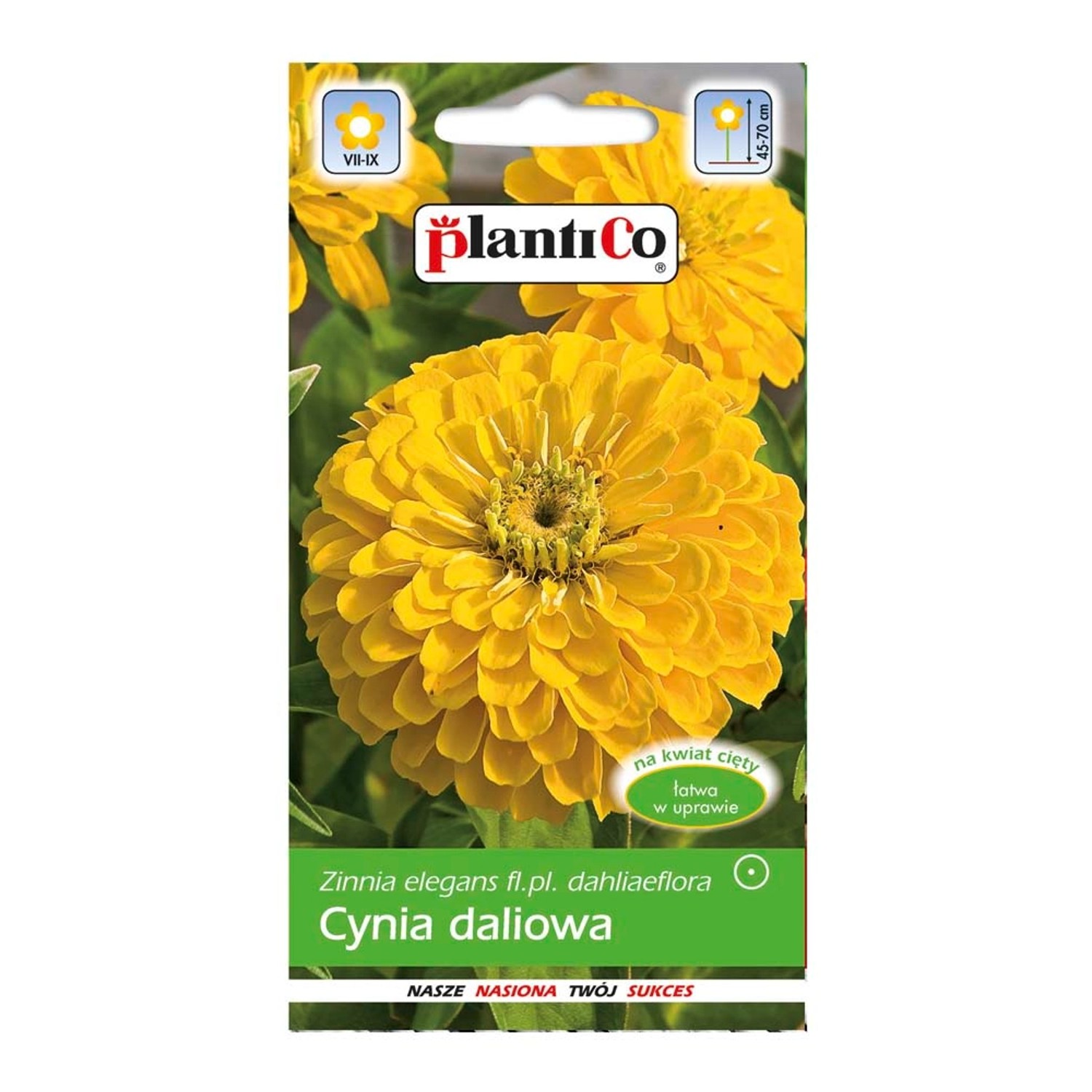 Cynia wytworna Daliowa żółta