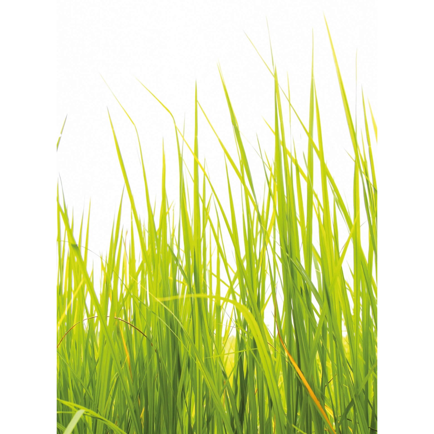 Fototapeta High Grass 192 x 260 cm