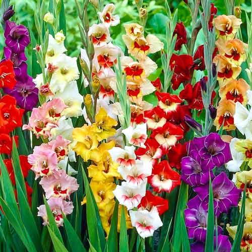 10 buc, Gladiole Garden Velvet mix multicolor - Bulbi: Mod de ambalare: 10 buc