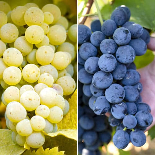 2 buc, Ofertă specială! Viță de vie Super rezistentă la îngheț, set de 2 soiuri - Butași: Mod de ambalare: 2 buc
