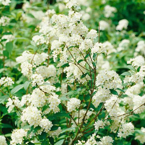 1 buc, Deutzia lemoinei - Răsaduri: Mod de ambalare: 1 buc