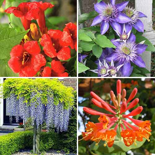 Plante ornamentale Mireasma zorilor (9115) - : Mod de ambalare: 4 buc