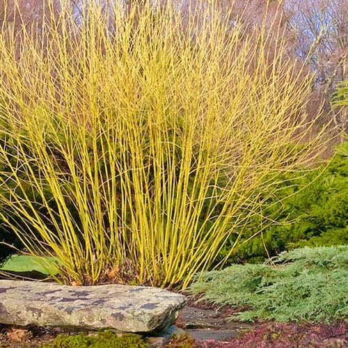 1 buc, Cornus Flaviramea - Răsaduri: Mod de ambalare: 1 buc