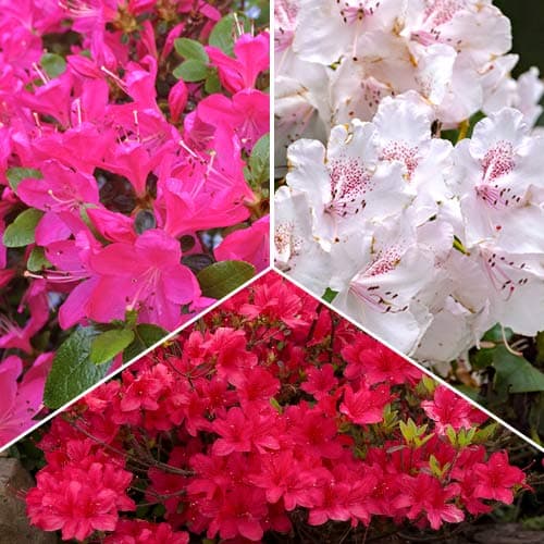 3 buc, Ofertă specială! Rhododendroni Trio, set de 3 soiuri - Răsaduri: Mod de ambalare: 3 buc
