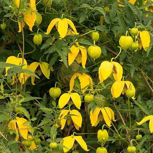 0 buc, Clematis Bill Mc Kenzie - Răsaduri: Mod de ambalare: 0 buc
