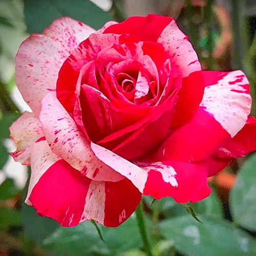 1 buc, Trandafir teahibrid White & Red - Butași: Mod de ambalare: 1 buc