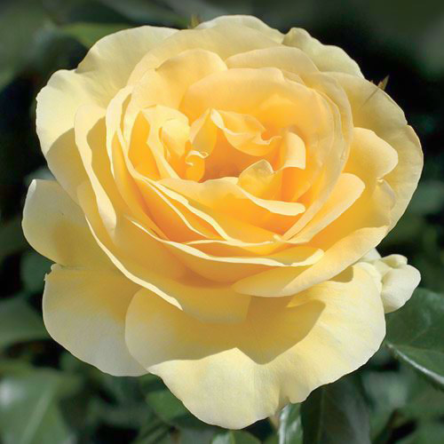 1 buc, Trandafir (Rosa) Floribunda Allgold - Butași: Mod de ambalare: 1 buc