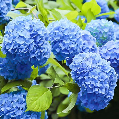 1 buc, Hortensia macrophylla Nikko Blue - Răsaduri: Mod de ambalare: 1 buc