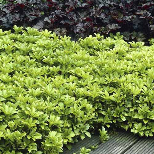 1 saz, Tlustonitník (Pachysandra) klasnatý - : Monžstvo balíkov: 1 saz