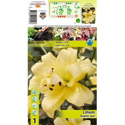 1 Stück, Lilie Exotic Sun - Zwiebeln: Ilość w opakowaniu: 1 Stück