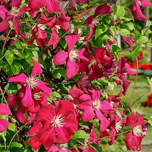 1 Pflanze(n), Clematis Madame Julia Correvon - Setzlinge: Ilość w opakowaniu: 1 Pflanze(n)