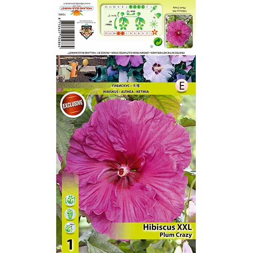 1 Pflanze(n), Roseneibisch XXL Plum Crazy - Setzlinge: Ilość w opakowaniu: 1 Pflanze(n)