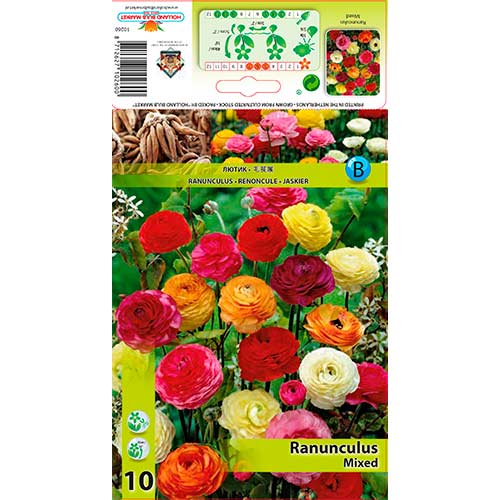10 Stück, Butterblume, farbmischung - Blumenzwiebeln: Ilość w opakowaniu: 10 Stück