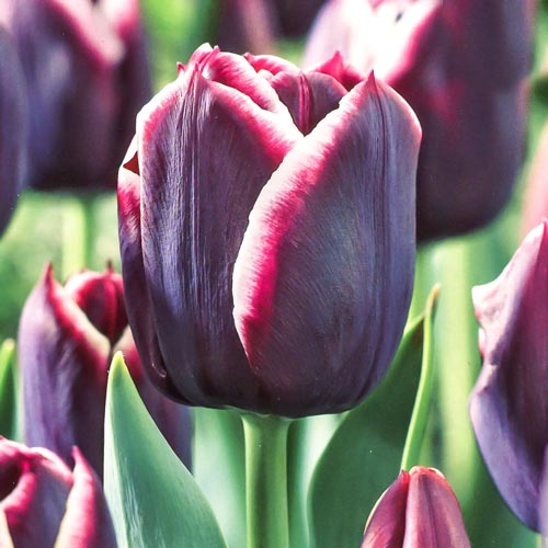 10 Stück, Tulpe Jackpot - Blumenzwiebeln: Ilość w opakowaniu: 10 Stück