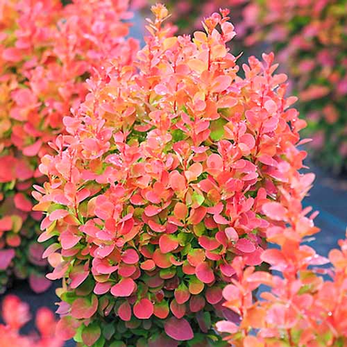 Berberis Thunberg Red Chief - Plântulas: Ilość w opakowaniu: 1 plant