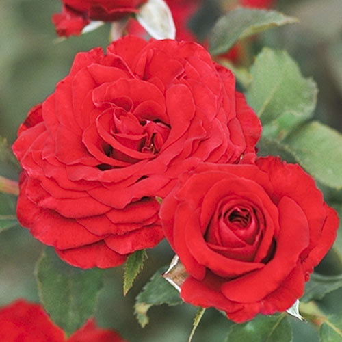 Rosa floribunda Carmine Vaza , С3 - Plántulas: Ilość w opakowaniu: 1 plantas