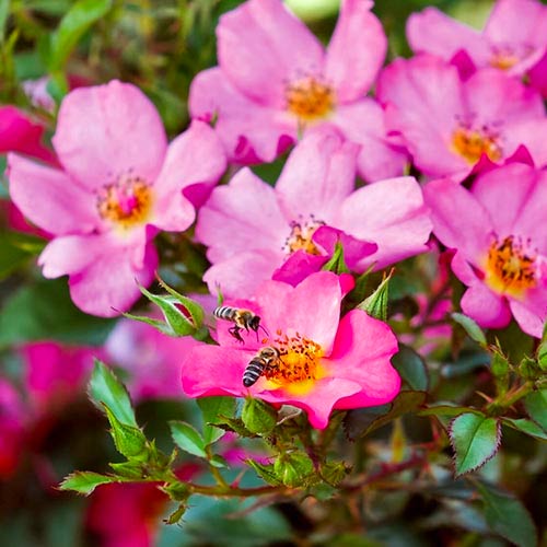 Rosas Floribunda Barbi Mella - Plántulas: Ilość w opakowaniu: 1 plantas