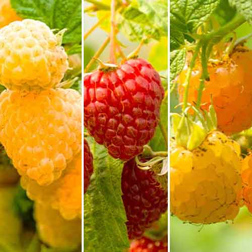 Conjunto de frambuesas gigantes de repetición, 3 plantas - Plántulas: Ilość w opakowaniu: 3 plantas