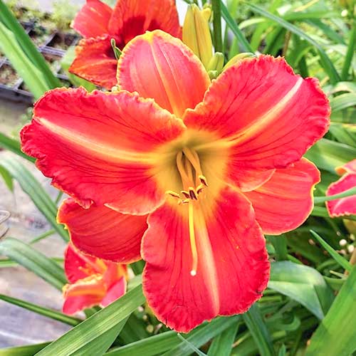 Liliowiec (Hemerocallis) Orange - Cebule: Ilość w opakowaniu: 1 none - GradinaMax