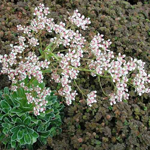 1 buc, Saxifraga Pyramidalis - Răsaduri: Mod de ambalare: 1 buc