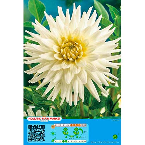 1 buc, Dalie White Star - Bulbi: Mod de ambalare: 1 buc