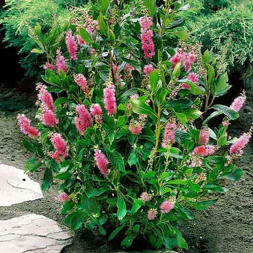 1 buc, Clethra Pink Spire - Răsaduri: Mod de ambalare: 1 buc