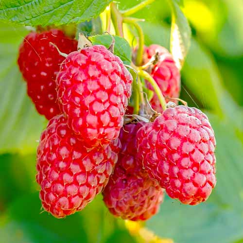 Frambuesa perenne Polana, Р9 - Plántulas: Ilość w opakowaniu: 1 plantas