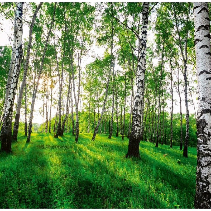 Fototapeta Las Brzozowy Brzozy Drzewa 350x250 cm Tapeta Do Sypialni Salonu Kuchni Na Flizelinie